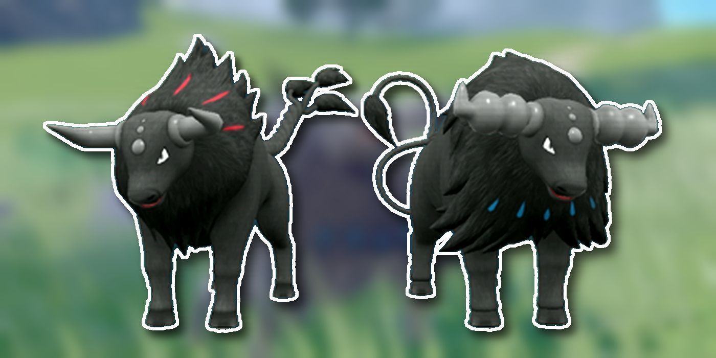 How To Get Blaze Breed Aqua Breed Paldean Tauros In Pok Mon Scarlet