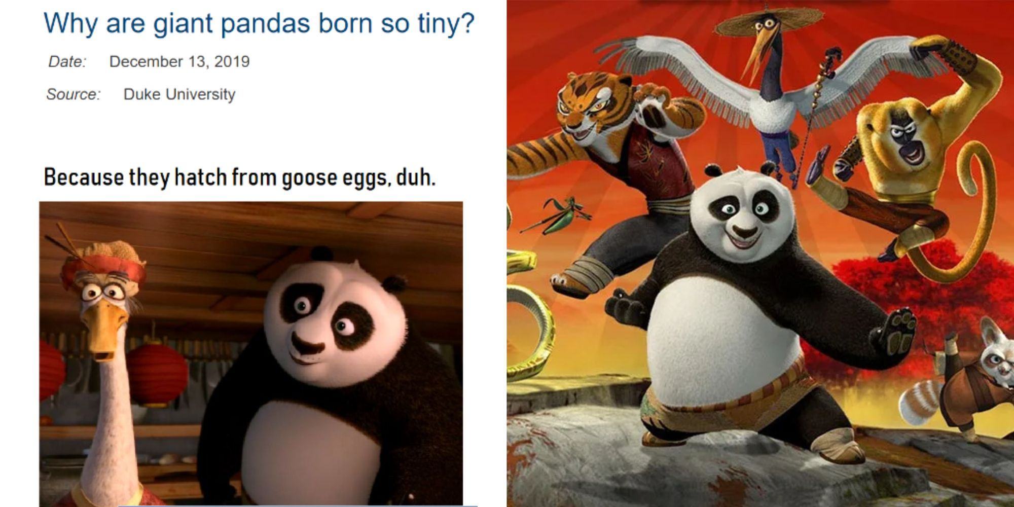 Kung Fu Panda: 10 Memes That Sum Up The Movies - NEWSTARS Education