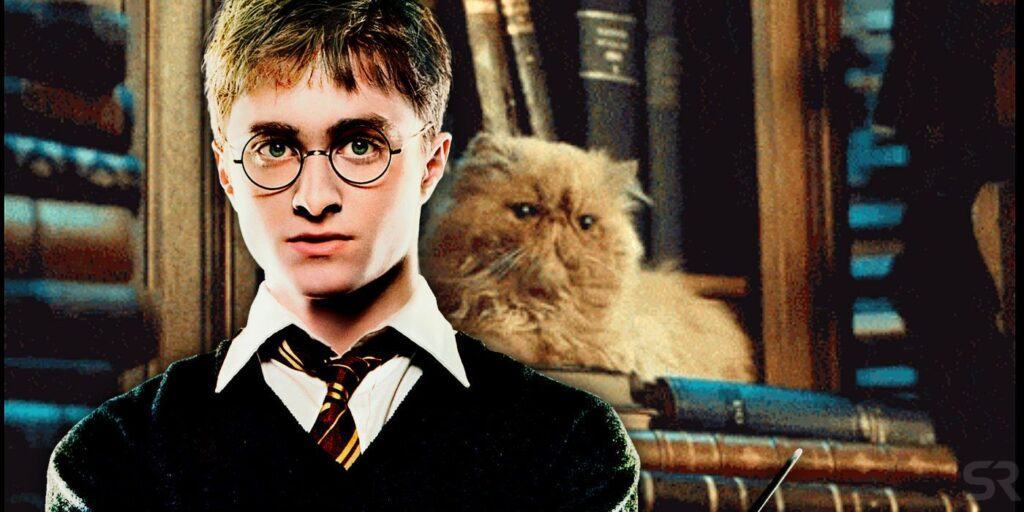 Harry Potter Theory Hermiones Cat Once Belonged To The Potters Newstars Education