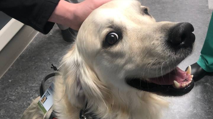 Hospital hires dogs to welcome staff and patients - NEWSTARS Education