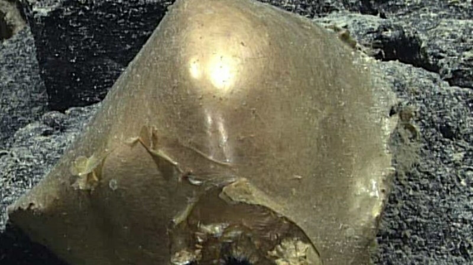 ‘Golden egg’ found on Alaskan seafloor baffles researchers