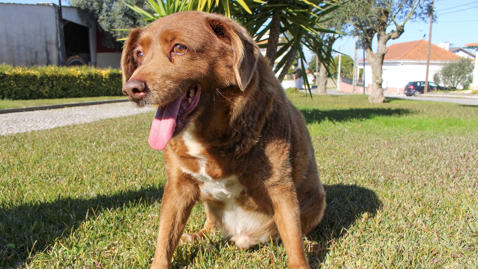 Bobi, world’s oldest dog, dies in Portugal aged 31