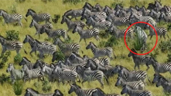 Only those with sharp eyes can spot a tiger hiding among zebras within 10 seconds