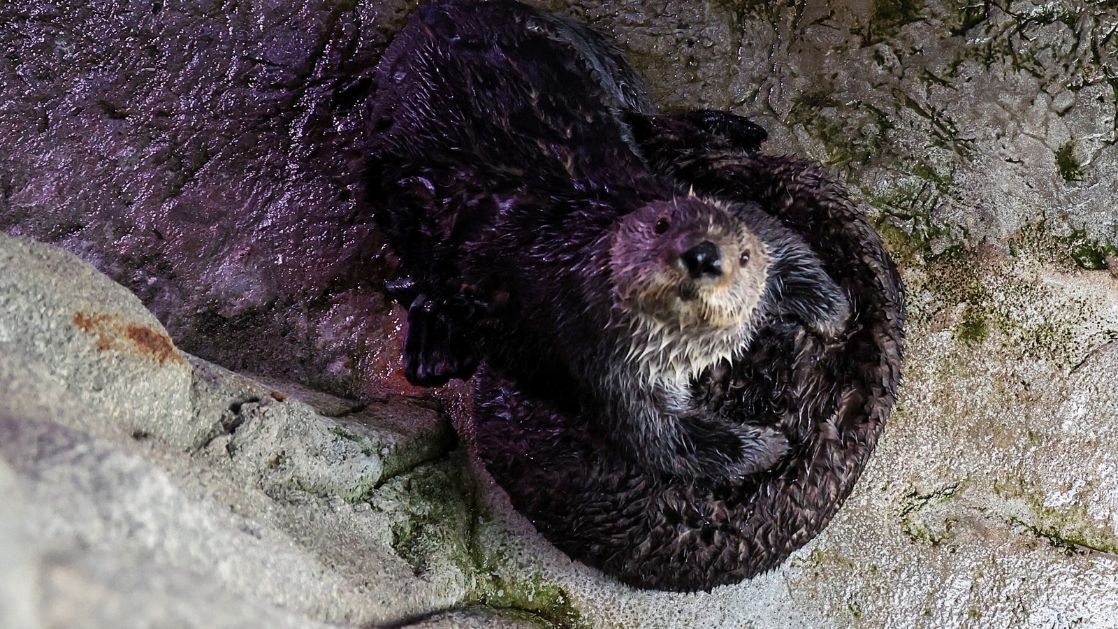 Surrogate mothers to teach ‘life skills’ to stranded sea otter pups: ‘Cuddly on land, wolverine in water’