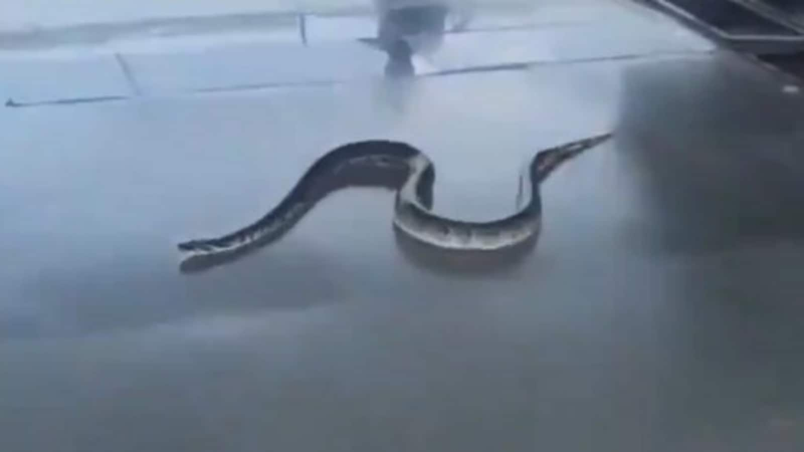 Snake scare: Passengers panic as massive reptile invades Rishikesh railway station. Watch