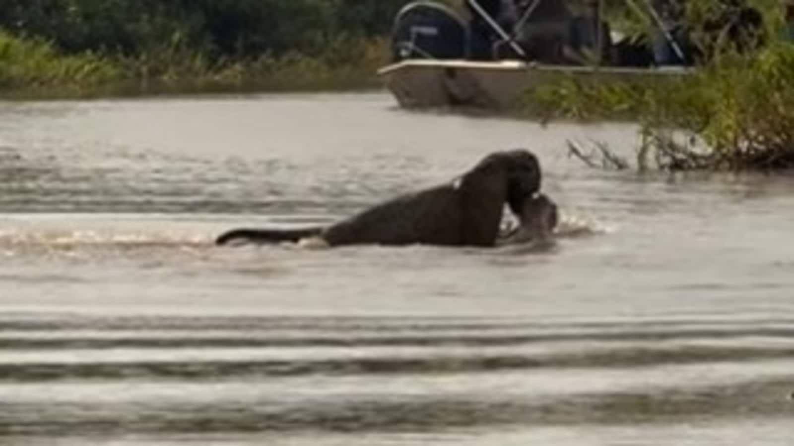 Stealthy jaguar hunts down resting crocodile in viral video: ‘New king of jungle’