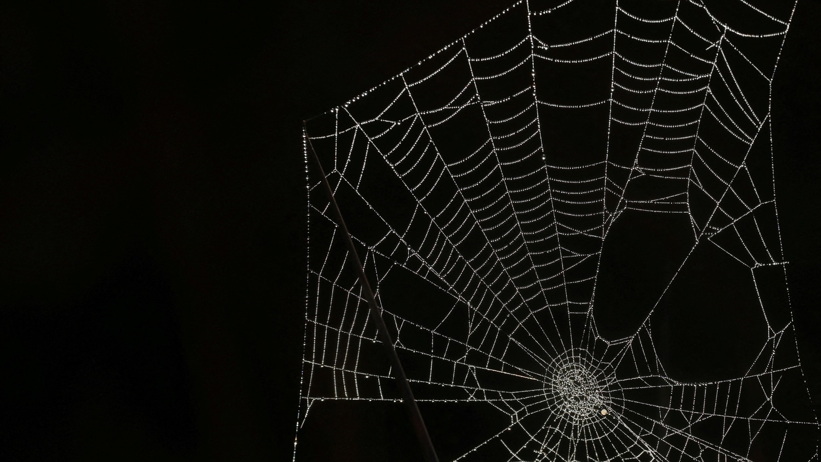 8-legged love story: Hundreds of male tarantulas take over US town in search of mates